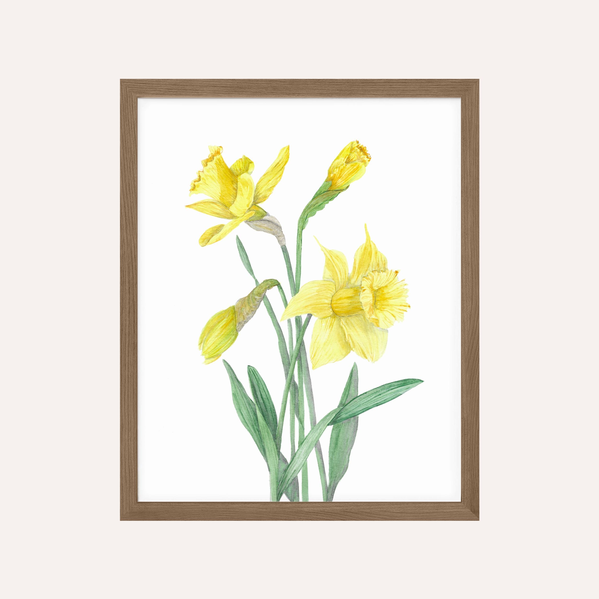 Daffodil Art Print