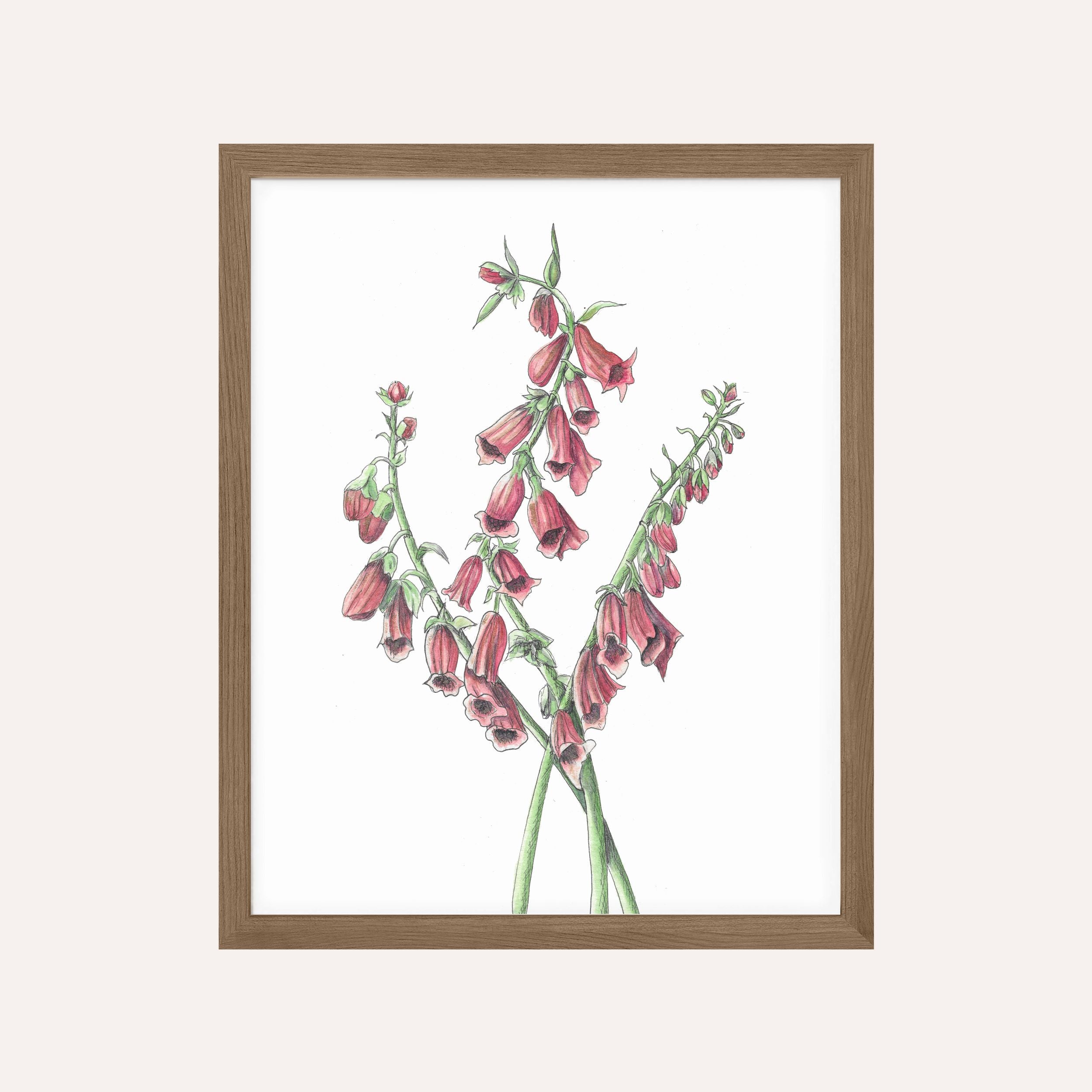 Pink Foxglove Art Print