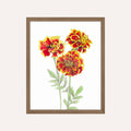 Marigold Art Print