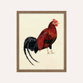 Rooster Art Print