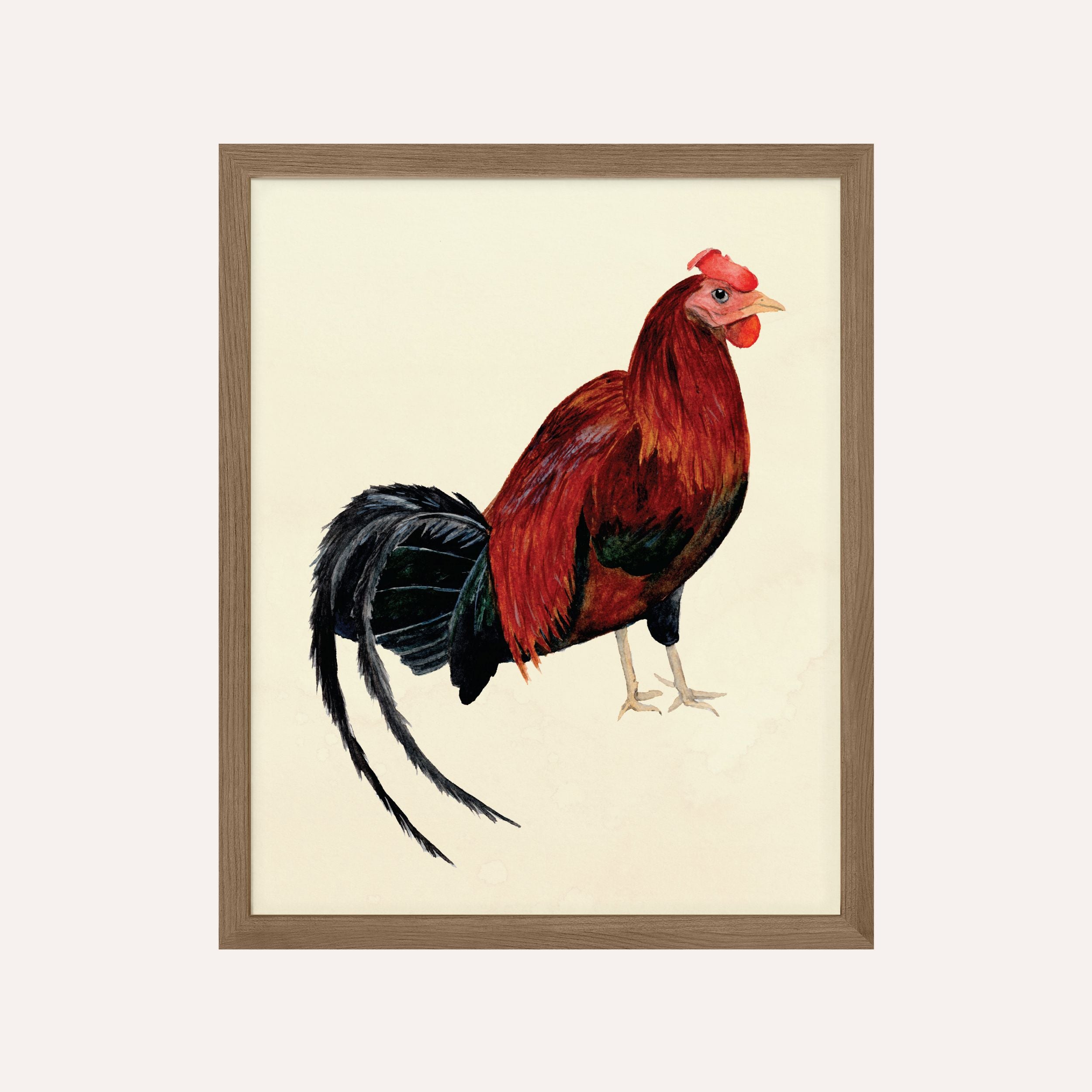 Rooster Art Print