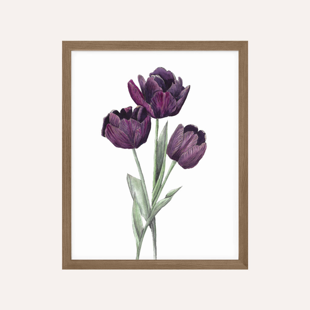 Purple Tulip Botanical Art Print