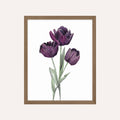 Purple Tulip Art Print