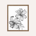 Stargazer Lily Drawing Art Print