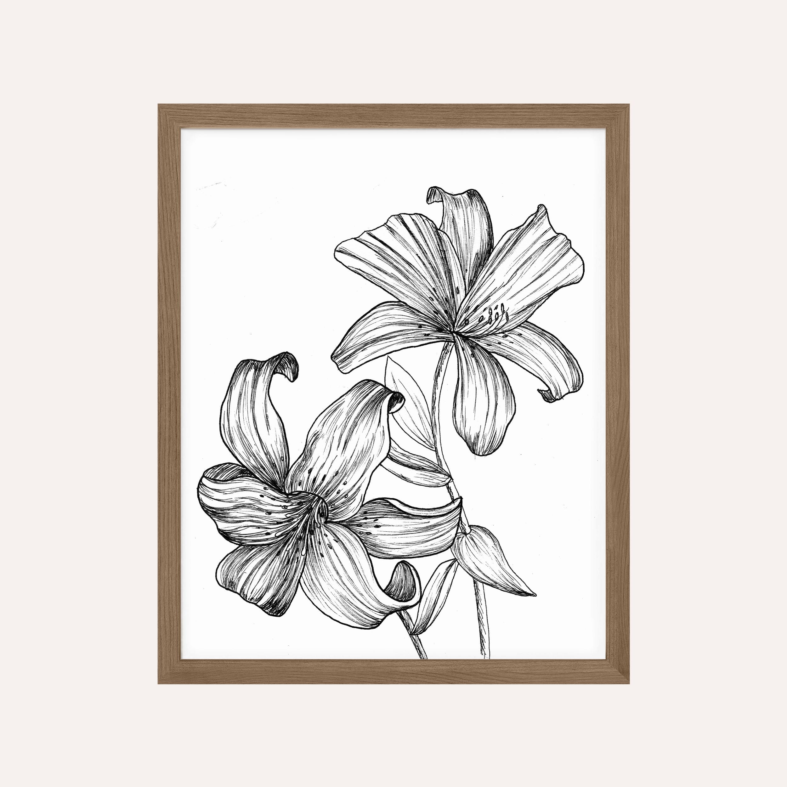 Stargazer Lily Drawing Art Print